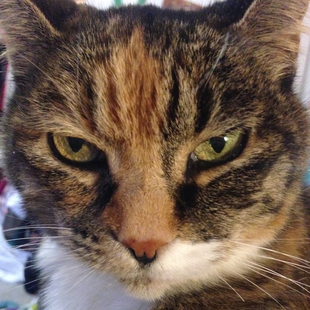 Meet your Posher, Cassandra